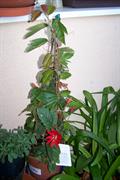 گل ساعتی عطری